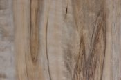 WP Silky Maple